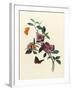 Bougainvillea-null-Framed Art Print