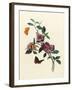 Bougainvillea-null-Framed Art Print