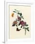 Bougainvillea-null-Framed Art Print