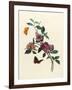 Bougainvillea-null-Framed Art Print