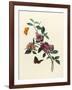 Bougainvillea-null-Framed Art Print