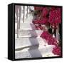 Bougainvilleas-null-Framed Stretched Canvas