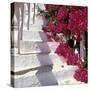 Bougainvilleas-null-Stretched Canvas