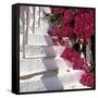 Bougainvilleas-null-Framed Stretched Canvas