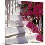 Bougainvilleas-null-Mounted Photographic Print