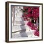 Bougainvilleas-null-Framed Photographic Print