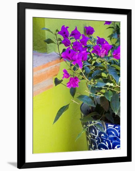 Bouganvilla in a Ceramic Pot, San Miguel De Allende, Guanajuato State, Mexico-Julie Eggers-Framed Premium Photographic Print