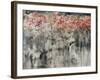 Bouganvilla-Jodi Maas-Framed Giclee Print