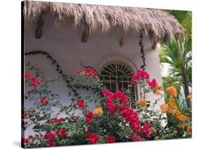 Bougenvilla Blooms Underneath a Thatch Roof, Puerto Vallarta, Mexico-Merrill Images-Stretched Canvas