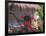 Bougenvilla Blooms Underneath a Thatch Roof, Puerto Vallarta, Mexico-Merrill Images-Framed Photographic Print