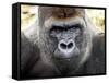 Boulas the Silverback Male Gorilla at Belfast Zoo, July 2001-null-Framed Stretched Canvas