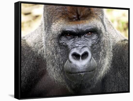 Boulas the Silverback Male Gorilla at Belfast Zoo, July 2001-null-Framed Stretched Canvas