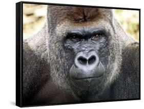 Boulas the Silverback Male Gorilla at Belfast Zoo, July 2001-null-Framed Stretched Canvas