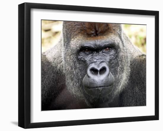 Boulas the Silverback Male Gorilla at Belfast Zoo, July 2001-null-Framed Premium Photographic Print