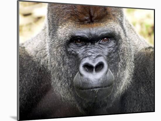 Boulas the Silverback Male Gorilla at Belfast Zoo, July 2001-null-Mounted Premium Photographic Print