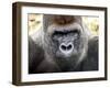 Boulas the Silverback Male Gorilla at Belfast Zoo, July 2001-null-Framed Photographic Print