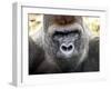 Boulas the Silverback Male Gorilla at Belfast Zoo, July 2001-null-Framed Photographic Print