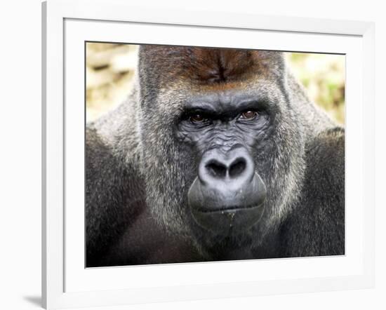Boulas the Silverback Male Gorilla at Belfast Zoo, July 2001-null-Framed Photographic Print