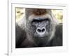 Boulas the Silverback Male Gorilla at Belfast Zoo, July 2001-null-Framed Photographic Print