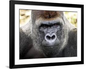 Boulas the Silverback Male Gorilla at Belfast Zoo, July 2001-null-Framed Photographic Print