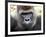 Boulas the Silverback Male Gorilla at Belfast Zoo, July 2001-null-Framed Photographic Print