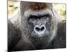 Boulas the Silverback Male Gorilla at Belfast Zoo, July 2001-null-Mounted Photographic Print