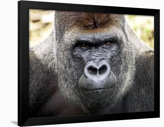 Boulas the Silverback Male Gorilla at Belfast Zoo, July 2001-null-Framed Photographic Print