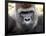 Boulas the Silverback Male Gorilla at Belfast Zoo, July 2001-null-Framed Photographic Print