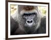 Boulas the Silverback Male Gorilla at Belfast Zoo, July 2001-null-Framed Photographic Print