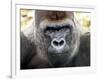 Boulas the Silverback Male Gorilla at Belfast Zoo, July 2001-null-Framed Photographic Print