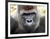 Boulas the Silverback Male Gorilla at Belfast Zoo, July 2001-null-Framed Photographic Print