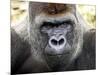 Boulas the Silverback Male Gorilla at Belfast Zoo, July 2001-null-Mounted Photographic Print