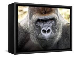 Boulas the Silverback Male Gorilla at Belfast Zoo, July 2001-null-Framed Stretched Canvas