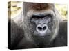 Boulas the Silverback Male Gorilla at Belfast Zoo, July 2001-null-Stretched Canvas