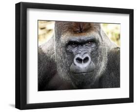 Boulas the Silverback Male Gorilla at Belfast Zoo, July 2001-null-Framed Photographic Print