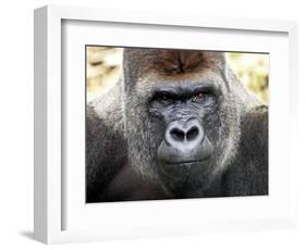 Boulas the Silverback Male Gorilla at Belfast Zoo, July 2001-null-Framed Photographic Print