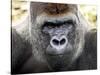 Boulas the Silverback Male Gorilla at Belfast Zoo, July 2001-null-Stretched Canvas