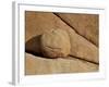 Boulder and Cracks, Joshua Tree National Park, California, United States of America, North America-James Hager-Framed Photographic Print