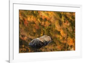 Boulder and fall colors reflected on beaver pond, White Mountains National Forest, New Hampshire-Adam Jones-Framed Photographic Print