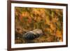 Boulder and fall colors reflected on beaver pond, White Mountains National Forest, New Hampshire-Adam Jones-Framed Photographic Print