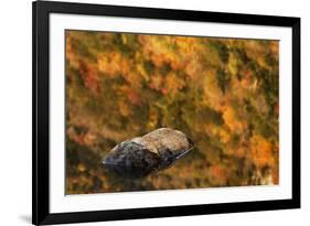 Boulder and fall colors reflected on beaver pond, White Mountains National Forest, New Hampshire-Adam Jones-Framed Photographic Print