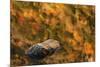Boulder and fall colors reflected on beaver pond, White Mountains National Forest, New Hampshire-Adam Jones-Mounted Photographic Print