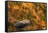 Boulder and fall colors reflected on beaver pond, White Mountains National Forest, New Hampshire-Adam Jones-Framed Stretched Canvas