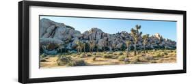 Boulder and Joshua trees in a desert, Joshua Tree National Park, San Bernardino County, Riversid...-null-Framed Premium Photographic Print