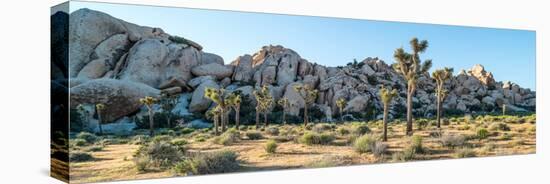 Boulder and Joshua trees in a desert, Joshua Tree National Park, San Bernardino County, Riversid...-null-Stretched Canvas