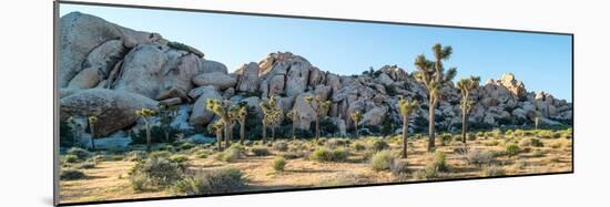 Boulder and Joshua trees in a desert, Joshua Tree National Park, San Bernardino County, Riversid...-null-Mounted Photographic Print