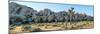 Boulder and Joshua trees in a desert, Joshua Tree National Park, San Bernardino County, Riversid...-null-Mounted Photographic Print