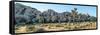 Boulder and Joshua trees in a desert, Joshua Tree National Park, San Bernardino County, Riversid...-null-Framed Stretched Canvas
