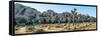 Boulder and Joshua trees in a desert, Joshua Tree National Park, San Bernardino County, Riversid...-null-Framed Stretched Canvas