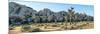 Boulder and Joshua trees in a desert, Joshua Tree National Park, San Bernardino County, Riversid...-null-Mounted Photographic Print